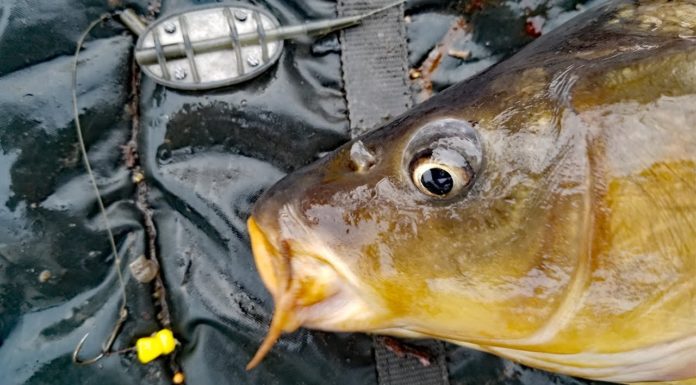 What is the best bait to catch salmon? What is the best bait to catch salmon?