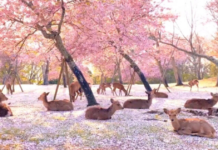 What is the best time to go to Nara Park? What is the best time to go to Nara Park?