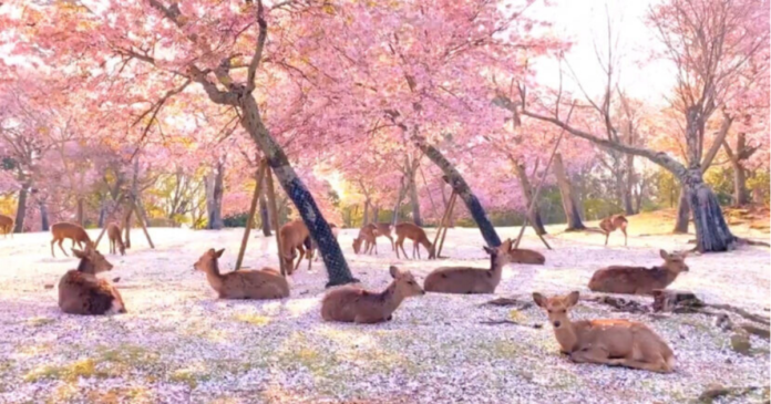 What is the best time to go to Nara Park?