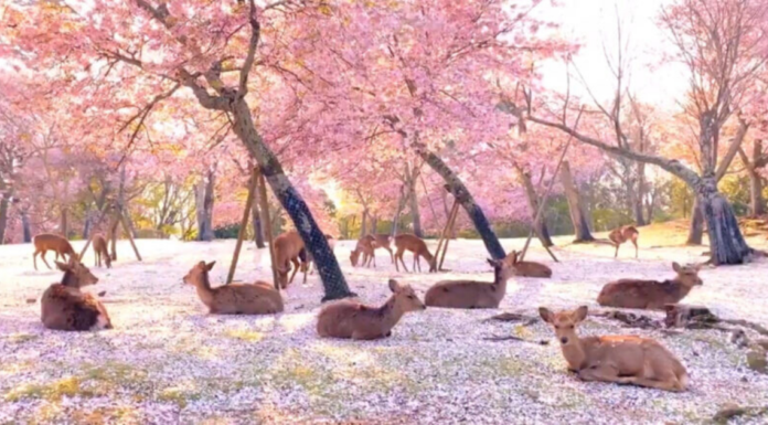 What is the best time to go to Nara Park? What is the best time to go to Nara Park?