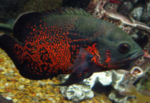 What is the biggest aquarium in the world? What is the biggest aquarium in the world?