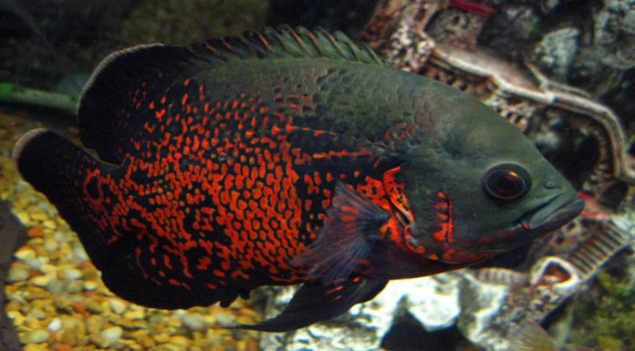 What is the biggest aquarium in the world? What is the biggest aquarium in the world?