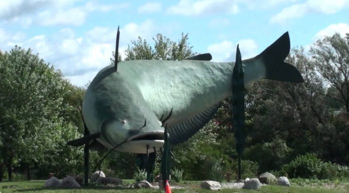 What is the biggest fish in Lake Michigan? What is the biggest fish in Lake Michigan?