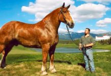 What is the biggest horse race in Dubai? What is the biggest horse race in Dubai?