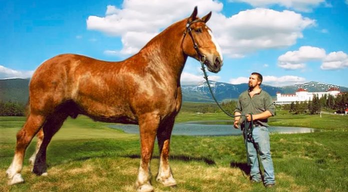 What is the biggest horse race in Dubai? What is the biggest horse race in Dubai?