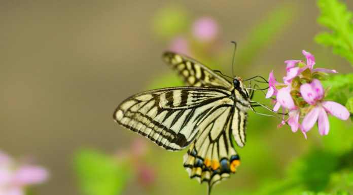 What is the butterfly haircut? What is the butterfly haircut?