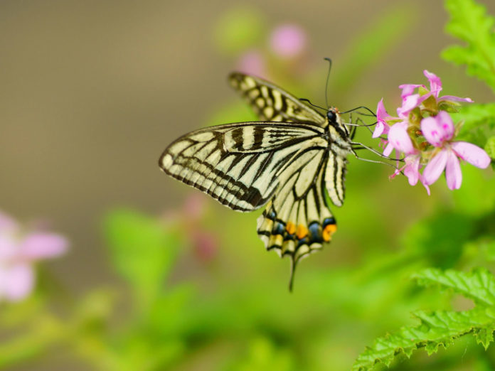 What is the butterfly haircut?