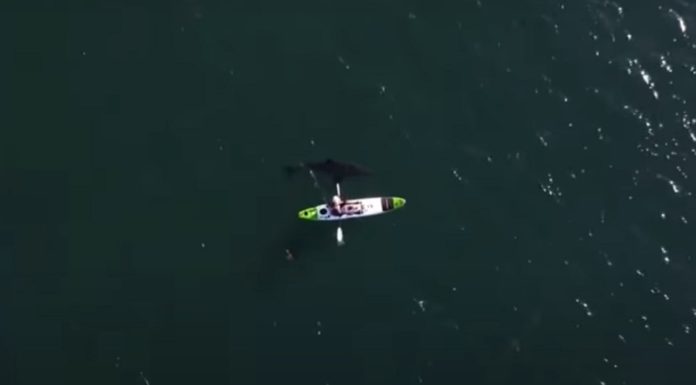 What is the difference between a kayak and a sea kayak? What is the difference between a kayak and a sea kayak?