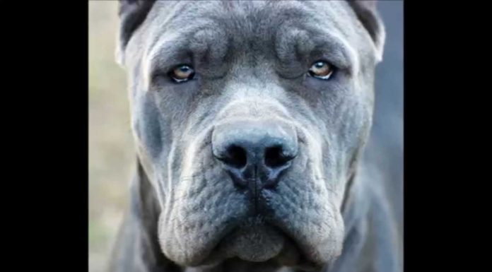 What is the king of Italian wines? What is the king of Italian wines?