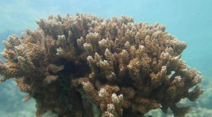 What is the legal age to go clubbing in Malaysia? What is the legal age to go clubbing in Malaysia?