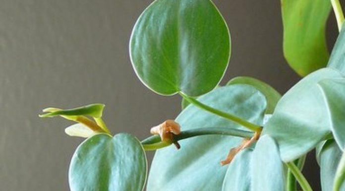 What is the most common transportation in Greece? What is the most common transportation in Greece?