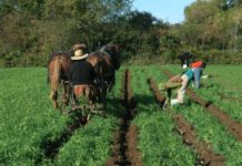 What is the most profitable crop to grow in Hawaii? What is the most profitable crop to grow in Hawaii?