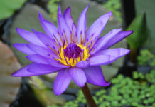 What is the purple flower in Iceland? What is the purple flower in Iceland?