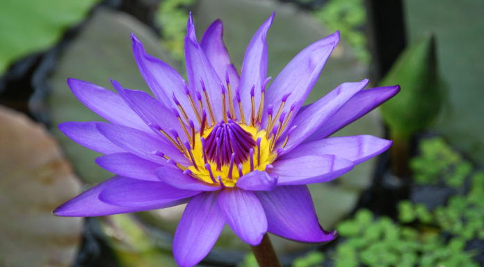 What is the purple flower in Iceland? What is the purple flower in Iceland?