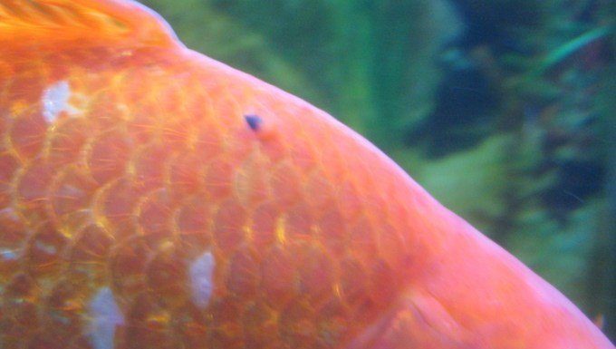 What is the yellow thing in prawn head? What is the yellow thing in prawn head?