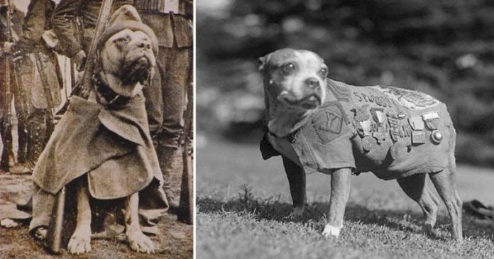 What killed Sgt Stubby?