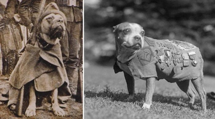 What killed Sgt Stubby? What killed Sgt Stubby?