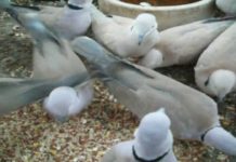 What kind of food do they eat in Monaco? What kind of food do they eat in Monaco?