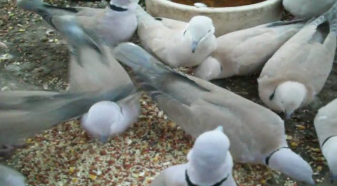 What kind of food do they eat in Monaco? What kind of food do they eat in Monaco?