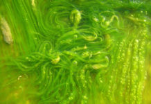 What temperature does algae grow in a pool? What temperature does algae grow in a pool?
