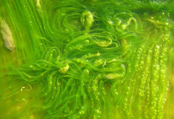 What temperature does algae grow in a pool? What temperature does algae grow in a pool?