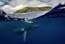 What time of year is best for whale watching? What time of year is best for whale watching?