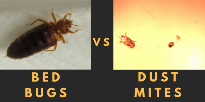 What to do if you slept in a bed with bed bugs?