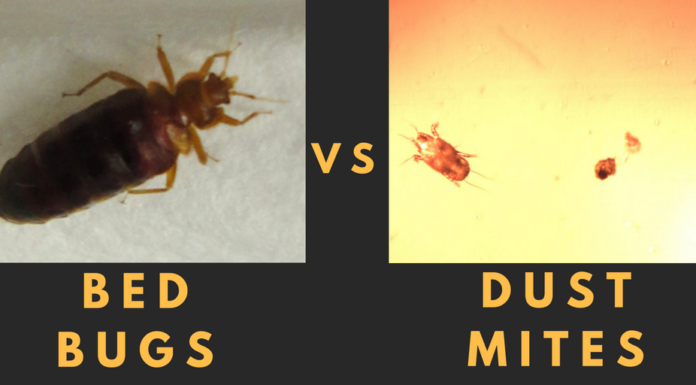 What to do if you slept in a bed with bed bugs? What to do if you slept in a bed with bed bugs?