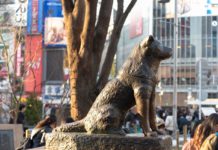 What type of dog is Hachiko? What type of dog is Hachiko?