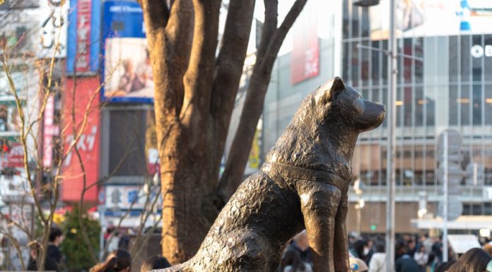 What type of dog is Hachiko? What type of dog is Hachiko?
