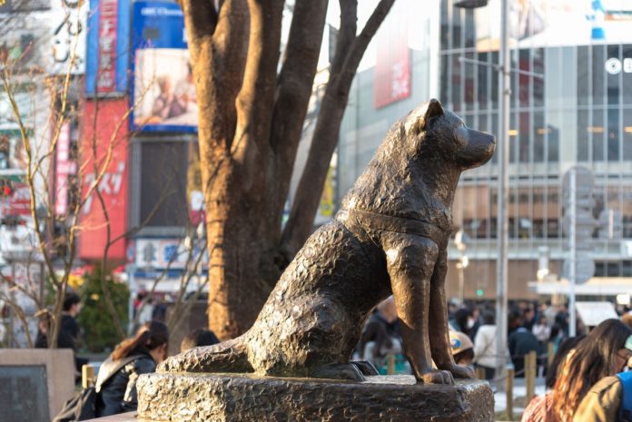What type of dog is Hachiko?