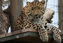 What was the first zoo animal? What was the first zoo animal?