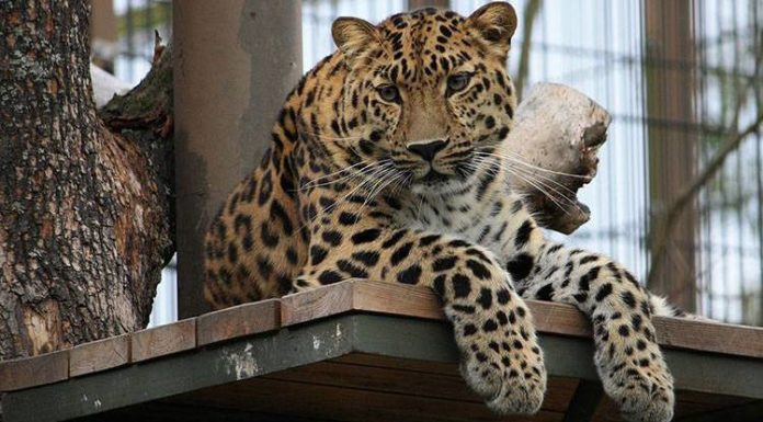 What was the first zoo animal? What was the first zoo animal?