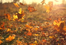 What’s the falling leaf? What's the falling leaf?