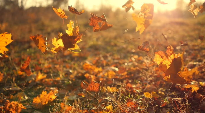 What’s the falling leaf? What's the falling leaf?