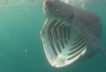 When can you see basking sharks in Scotland? When can you see basking sharks in Scotland?
