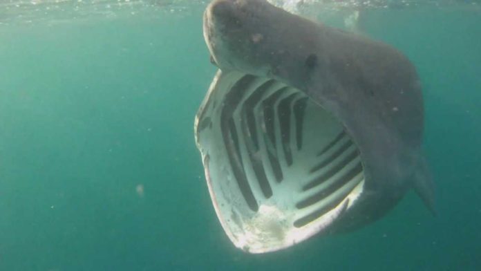When can you see basking sharks in Scotland?