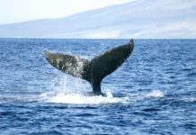 When can you see humpback whales in Hawaii? When can you see humpback whales in Hawaii?