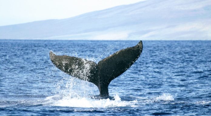 When can you see humpback whales in Hawaii? When can you see humpback whales in Hawaii?