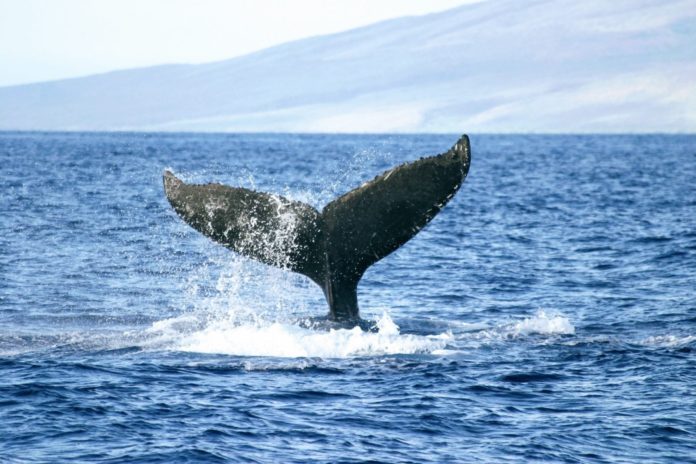 When can you see humpback whales in Hawaii?