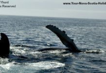 When can you see whales in Cape Breton? When can you see whales in Cape Breton?