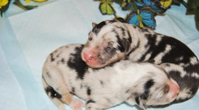 When did Curry 7 come out? When did Curry 7 come out?