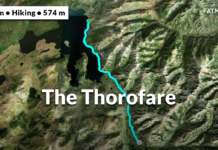 Where are the cougars in Yellowstone? Where are the cougars in Yellowstone?