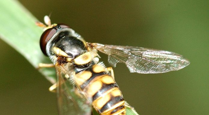 Where can I fly to from Toulon? Where can I fly to from Toulon?