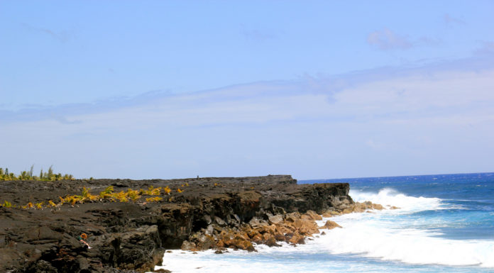 Where can I see flowers in Jeju Island? Where can I see flowers in Jeju Island?