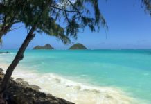 Where can I see turtles in Oahu? Where can I see turtles in Oahu?