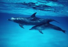 Where can I swim with dolphins in UK? Where can I swim with dolphins in UK?