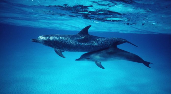 Where can I swim with dolphins in UK? Where can I swim with dolphins in UK?