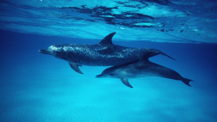 Where can I swim with dolphins in UK?
