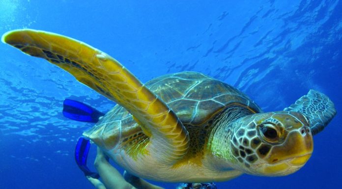 Where can you see turtles in Thailand? Where can you see turtles in Thailand?